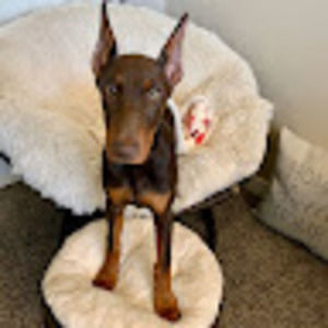 Meet your Posher, Nikkole